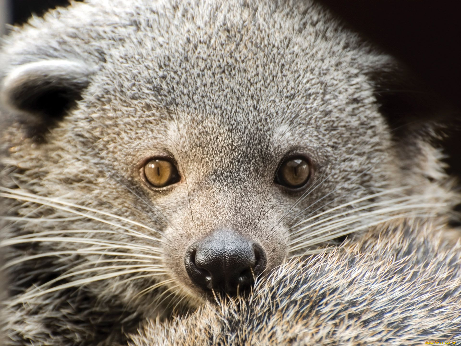 binturong, , , , , , , , , , 